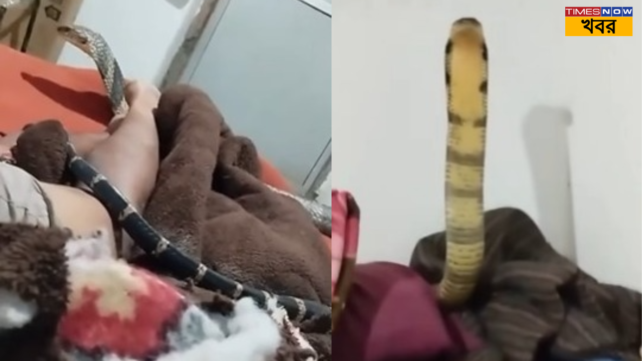 viral news in uttarakhand king kobra spotted on the bed and the bed owner remains calm and cool video goes viral on social media